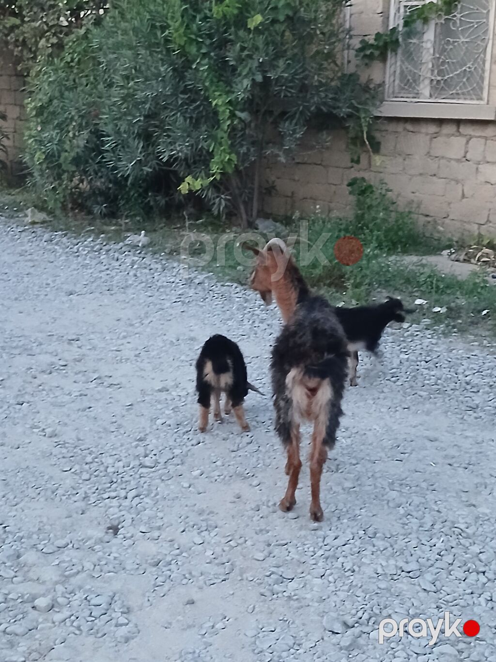 Məhsul: Keçi ailəsi (dişi ana və 2 bala) Təsvir: - Qəhvəyi-qara — Kənd təsərrüfatı heyvanları, Digah (2)