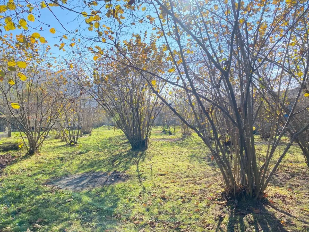 7 sot Torpaq Satılır, Qəbələ — Torpaq, Qəbələ (11)