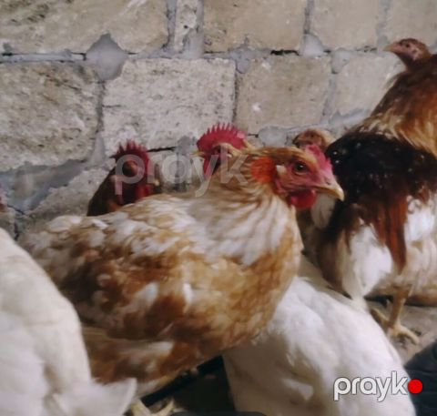 Lohman brown xoruzu satılır. Fikri ciddi olan şəxslər əlaqə saxlasın — İmişli