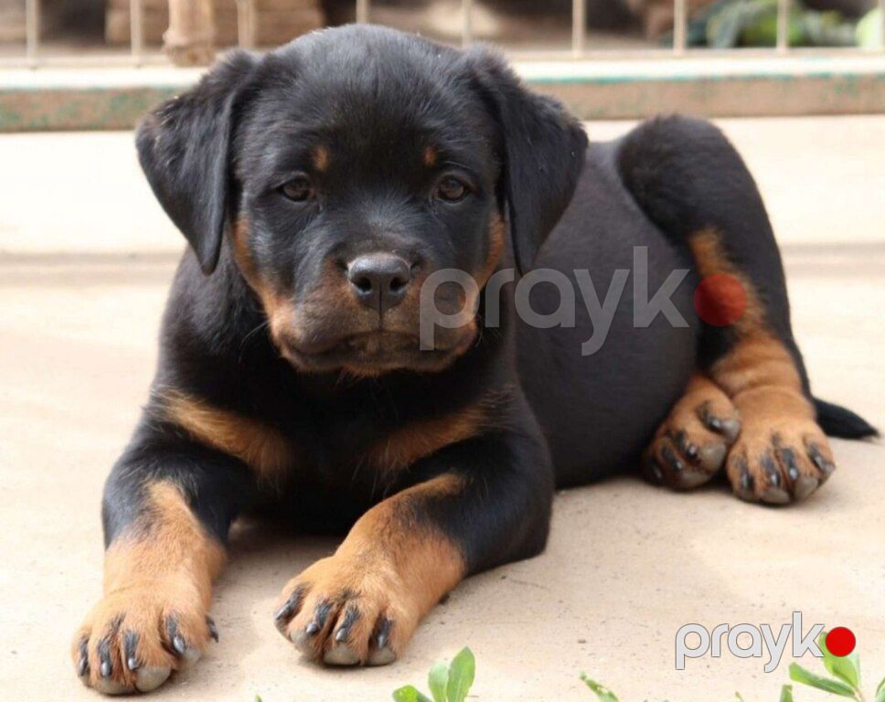 Rotveyler — Köpəklər, Bakı (5)