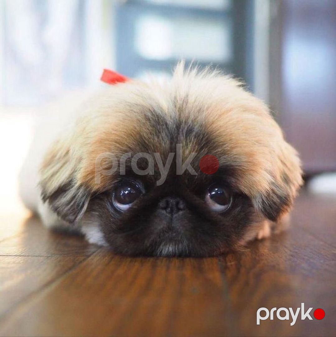 Pekines balaları — Köpəklər, Bakı (4)