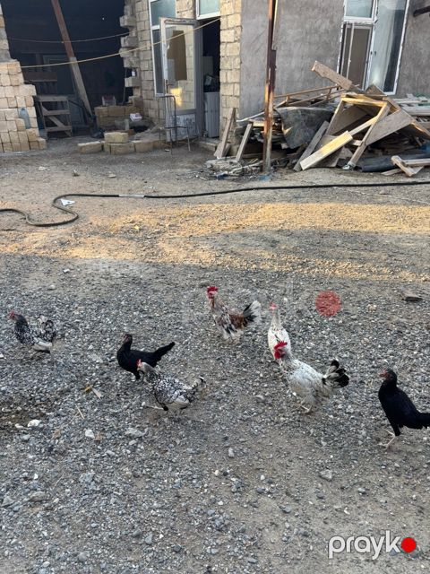 Yapon toyuqları — Bakı