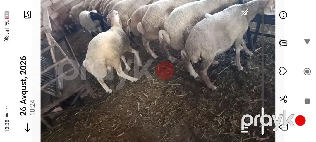 Quzular — Kənd təsərrüfatı heyvanları, Şirvan (6)