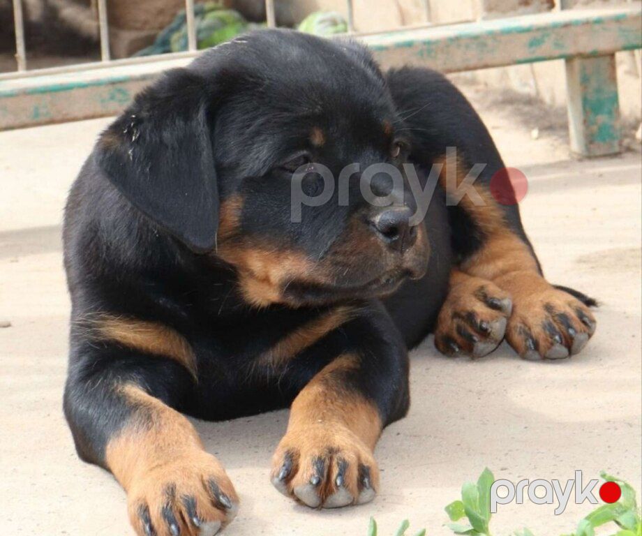 Rotveyler — Köpəklər, Bakı (3)