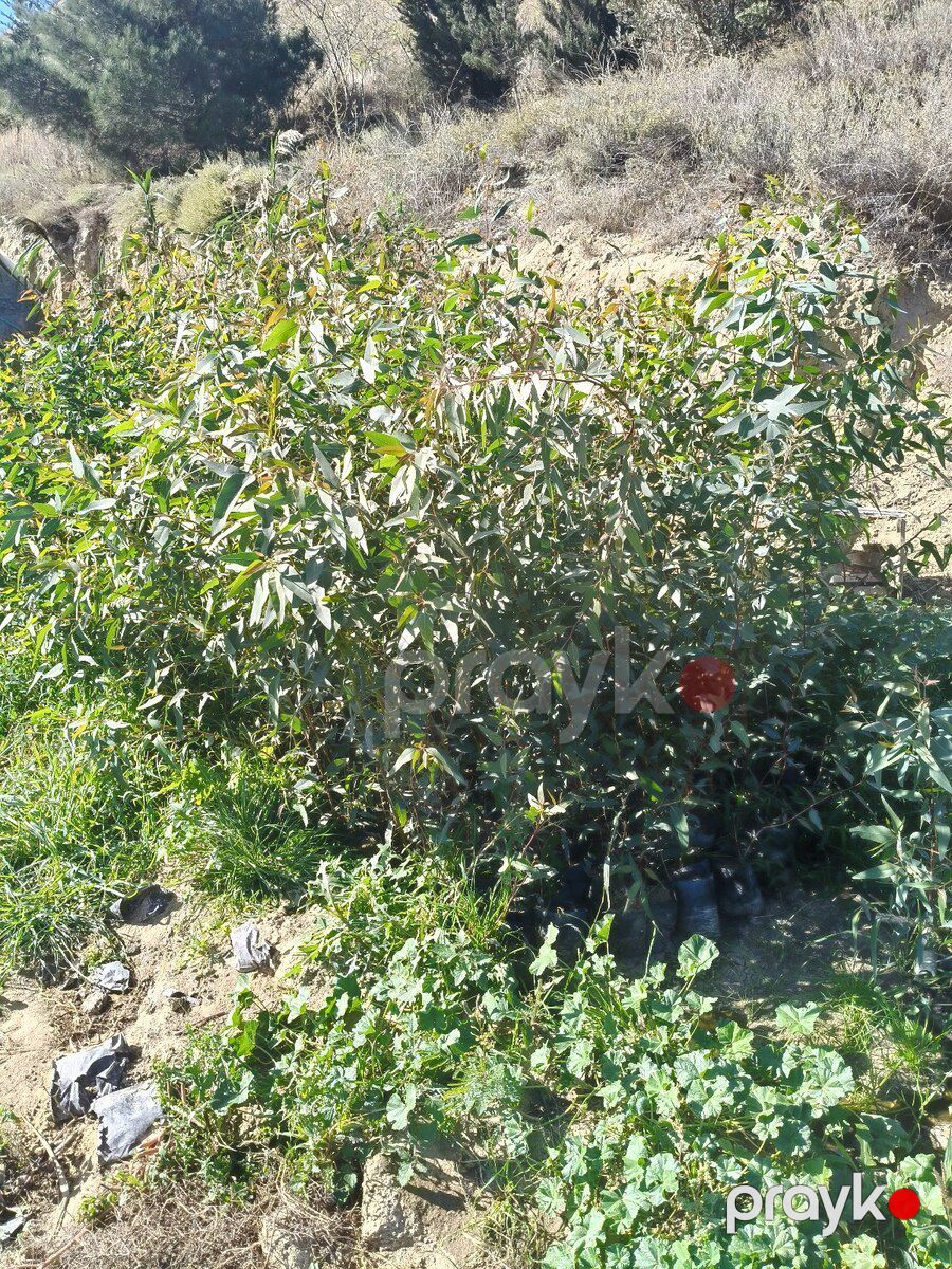 Evkalipt ağacı — Bitkilər, Bakı (2)
