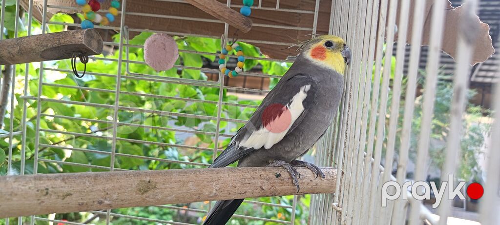 Nimfa (Cockatiel) – boz-ağ rəngli, sarı lələklı qaşqa və narıncı — Tutyun papağayı, Bakı (4)