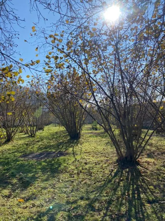 7 sot Torpaq Satılır, Qəbələ — Torpaq, Qəbələ (8)