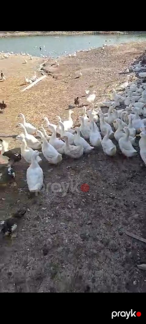 Pekin ördəkləri — Bakı