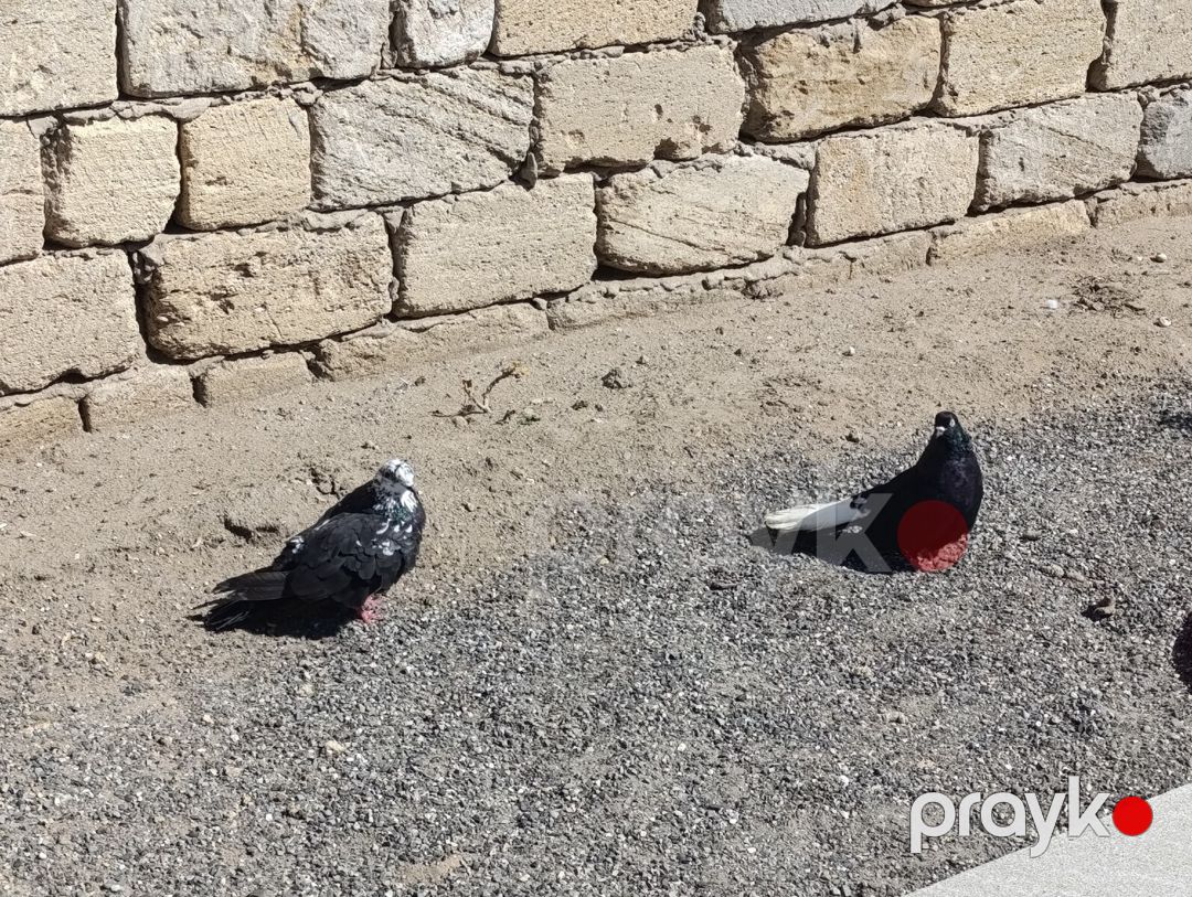 Göyərçinlər — Quşlar, Bakı (3)