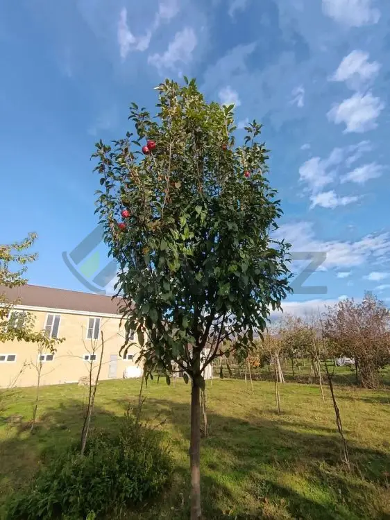 4 otaqlı Həyət evi Satılır, Balakən — Ev, villa, Balakən (5)