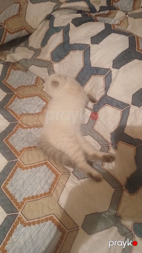 Şinşilla pişik balası — Bakı