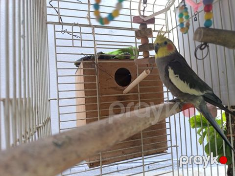 Nimfa (Cockatiel) – boz-ağ rəngli, sarı lələklı qaşqa və narıncı — Bakı