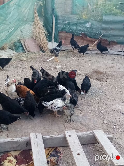 Toyuq cücələri, Damazlıq, Ünvandan götürmə — Digah
