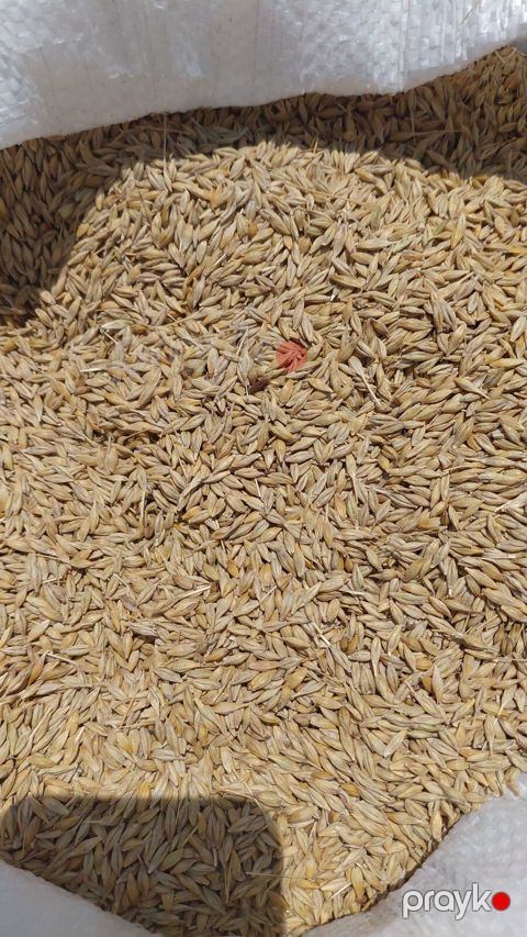 Arpa — Bakı