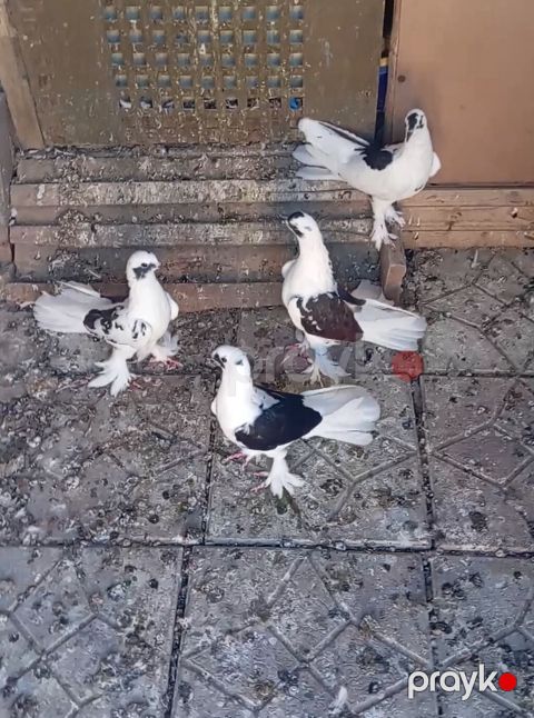 Salam quzdar hazir cutduler maye erkeydi balalar satilib. Riyal fikri — Fatmayı