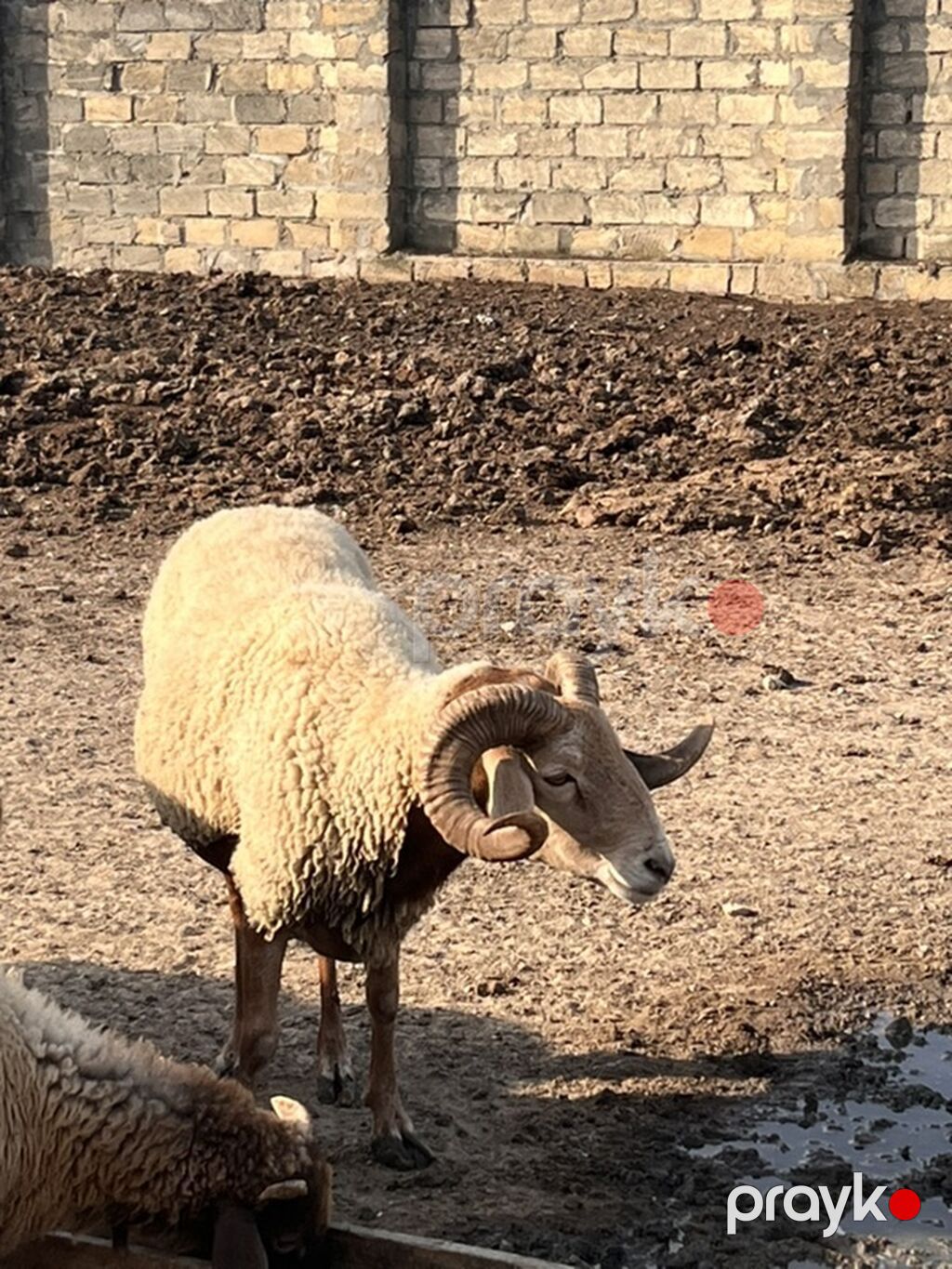 Qoç – yerli ətlik cins - Güclü, simmetrik və uzun buynuzlar - Bədən — Kənd təsərrüfatı heyvanları, Digah (2)
