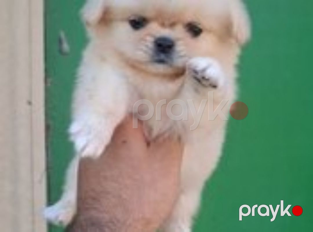 Pekines balaları — Köpəklər, Bakı (9)