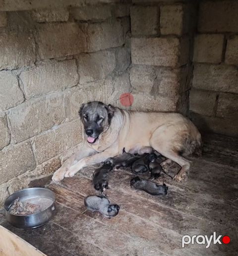 Panter kanqal balası — Bakı