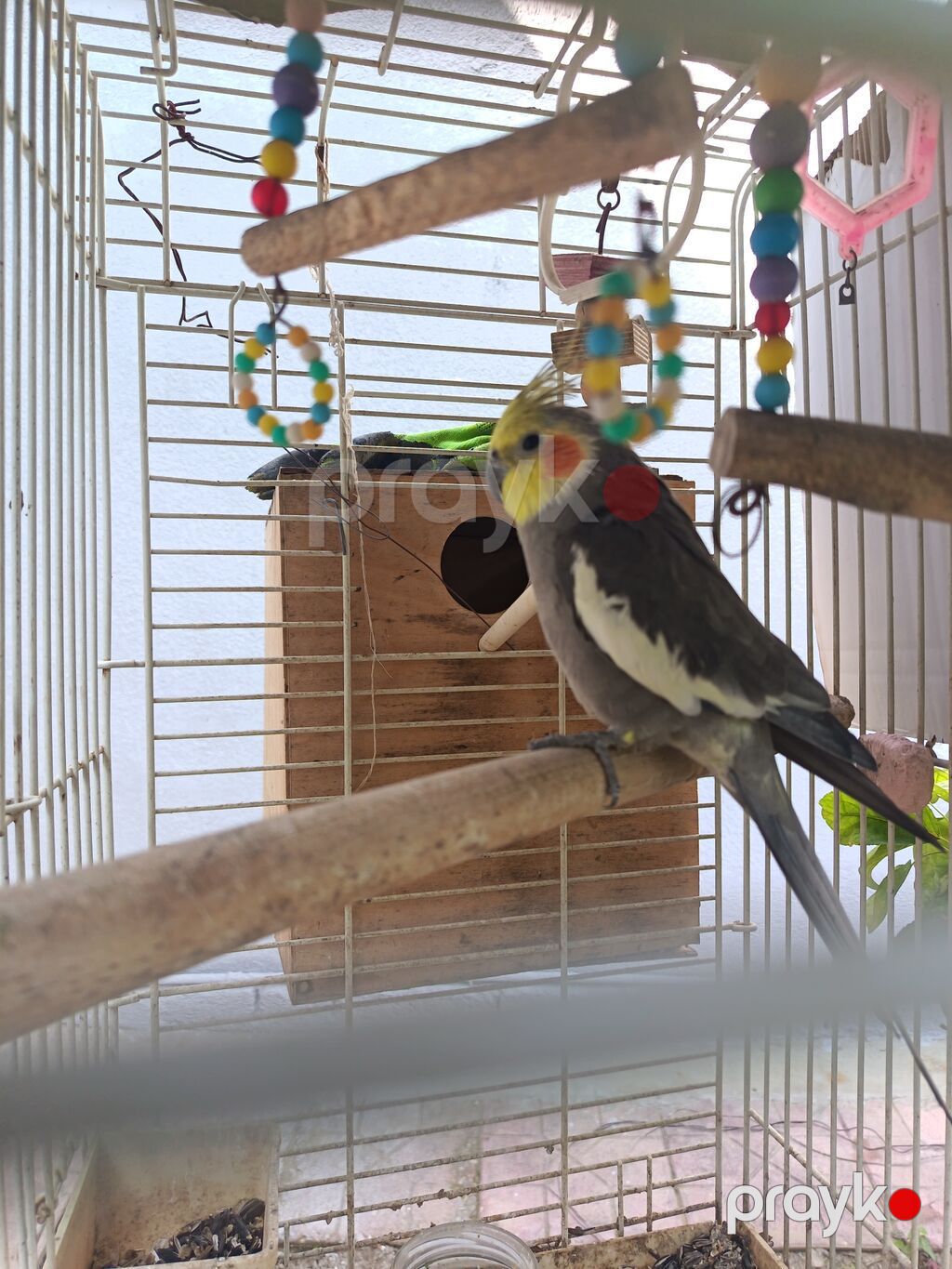 Nimfa (Cockatiel) tutuquşu – boz rəng, ağ qanad ləkələri, sarı çeper — Tutyun papağayı, Bakı (4)