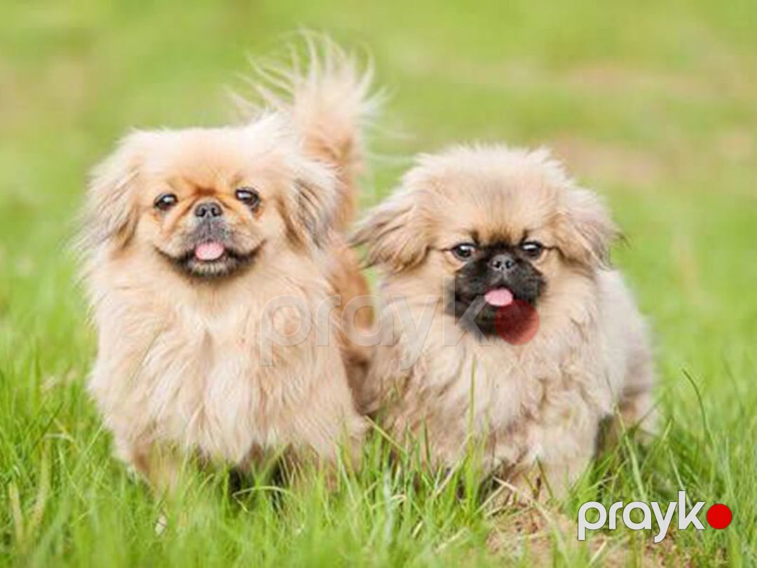 Pekines balaları — Köpəklər, Bakı (5)