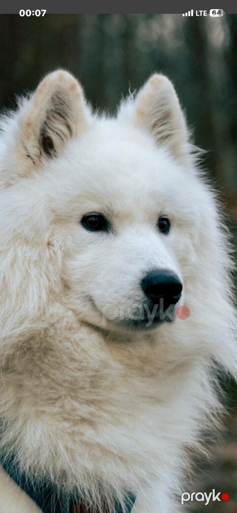 Samoyed balası — Bakı
