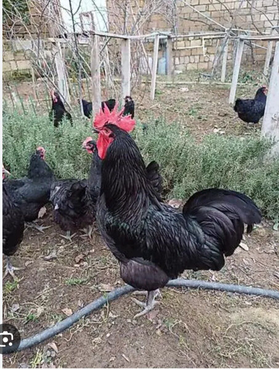 Mayalı avstralorp yumurtası — Quşlar, Bakı (5)