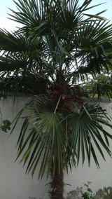 Həyətdən 2.5 metrlik palma satılır. Trachycarpus növüdür, qışa — Murad