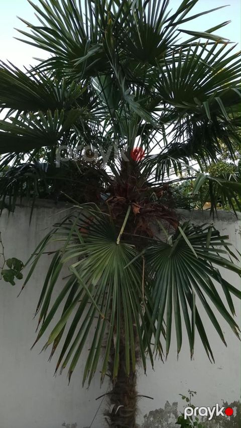 Həyətdən 2.5 metrlik palma satılır. Trachycarpus növüdür, qışa — Bakı