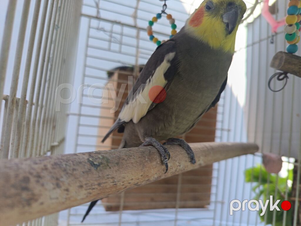 Nimfa (Cockatiel) tutuquşu – boz rəng, ağ qanad ləkələri, sarı çeper — Tutyun papağayı, Bakı (3)