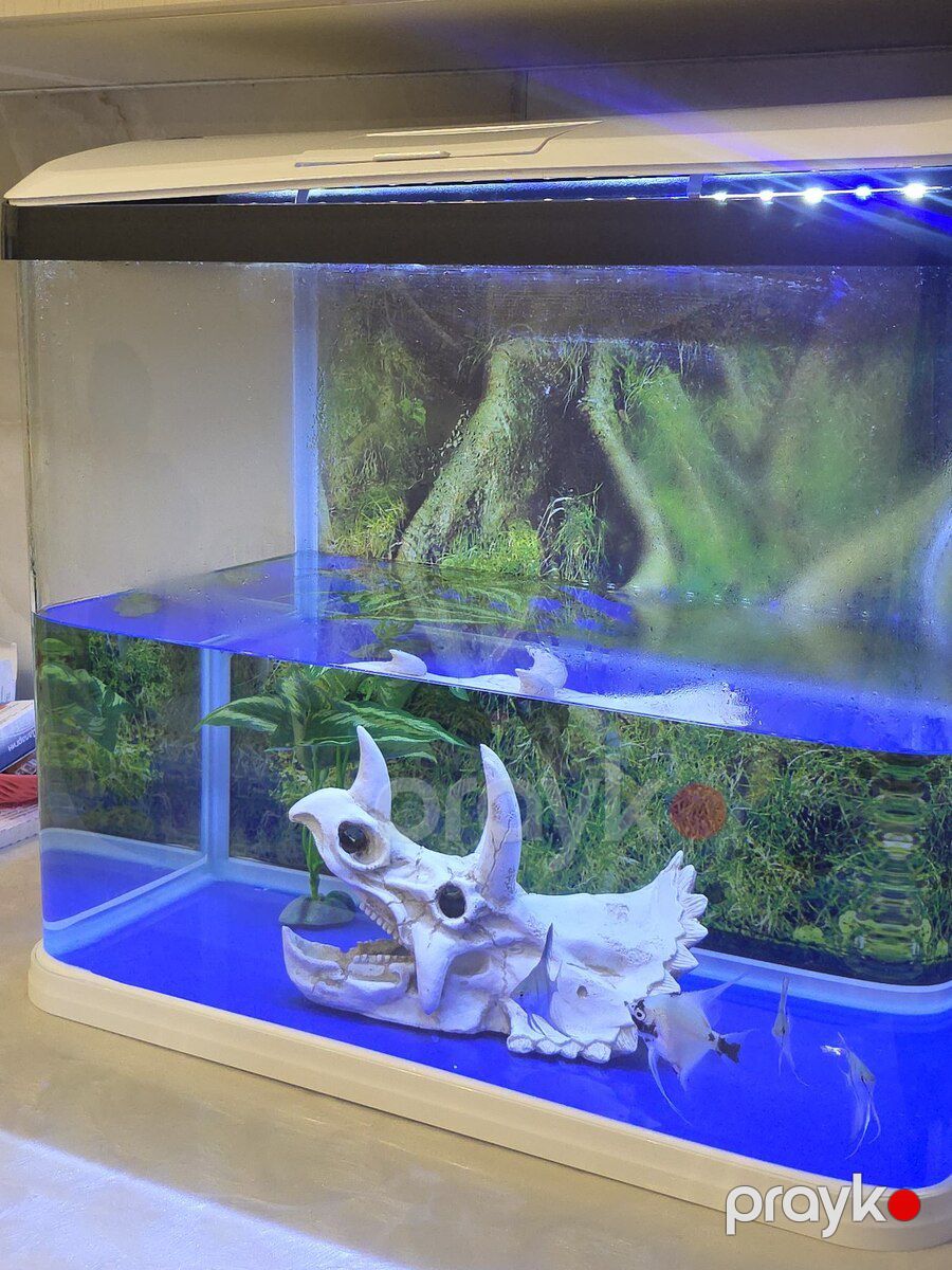 Akvarium dekoru — Akvariumlar və balıqlar, Sumqayıt (2)
