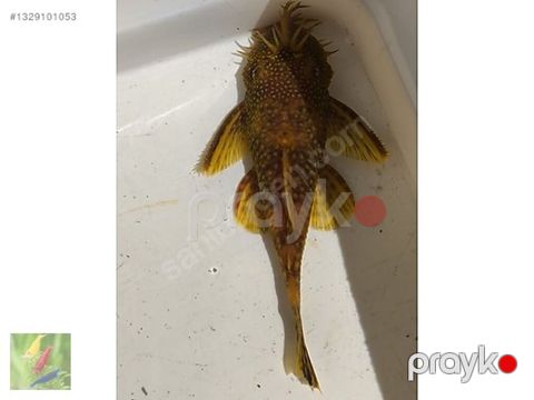 Akvaryum üçün bristlenose pleko (Ancistrus) – kişi nümunə - Növ — Bakı
