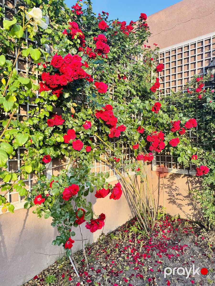 Satılır 6 otaqlı həyət evi/bağ evi 330 m² — Ev, villa, Bakı (3)