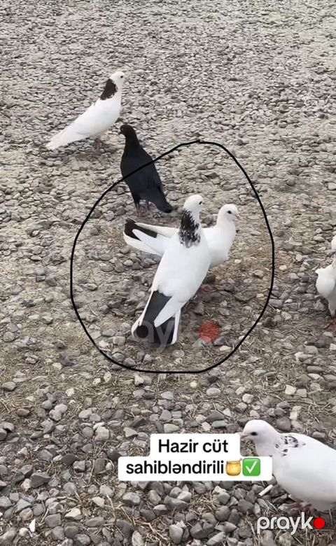 Salam hazir cüt heyvanlardi tam sağlam pörka maya göy əbrəşboyun şeyka — Qobu