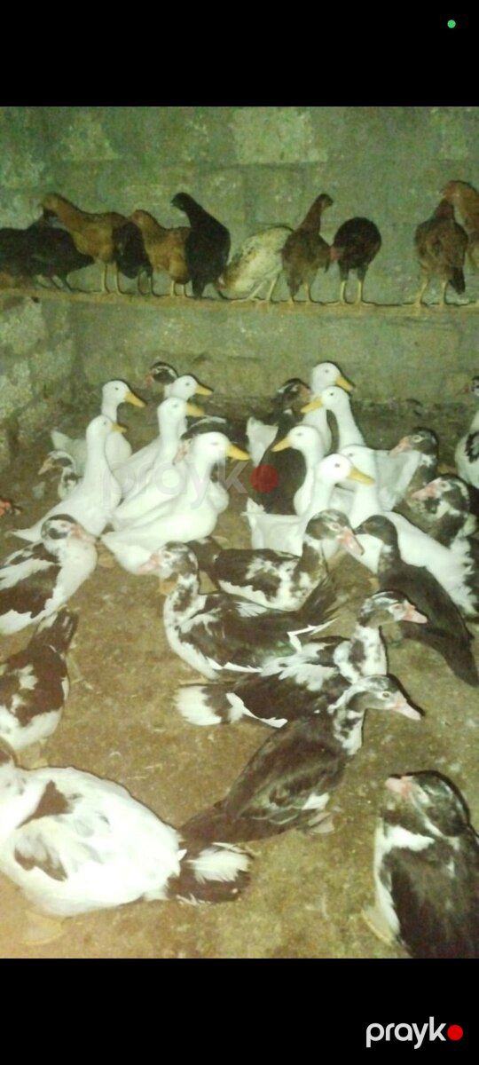 Lal ördəklər — Quşlar, Bakı (3)