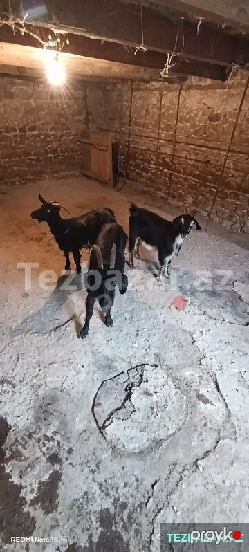 3 baş keçi satılır — Digər heyvanlar, Göygöl (5)