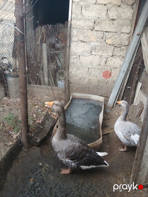 Qazlar — Bakı