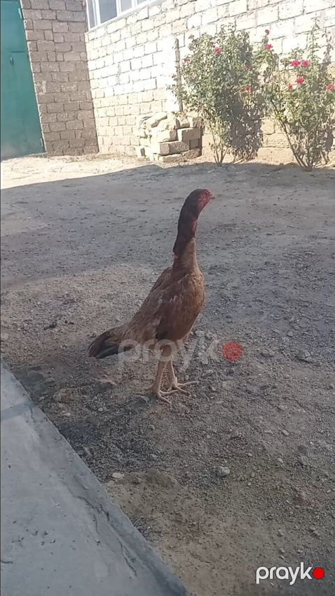 Heyratı — Bakı