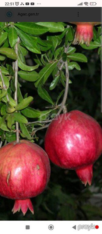 Nar ağacı — Bakı