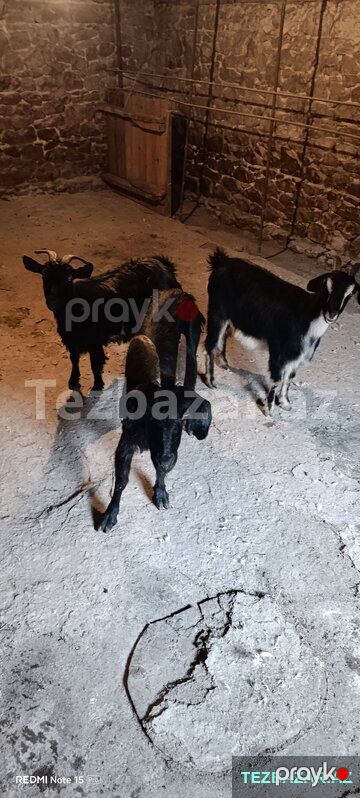 3 baş keçi satılır — Digər heyvanlar, Göygöl (3)