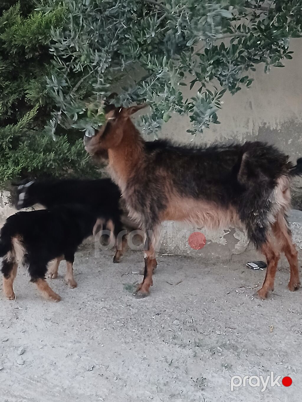 Məhsul: Keçi ailəsi (dişi ana və 2 bala) Təsvir: - Qəhvəyi-qara — Kənd təsərrüfatı heyvanları, Digah (3)
