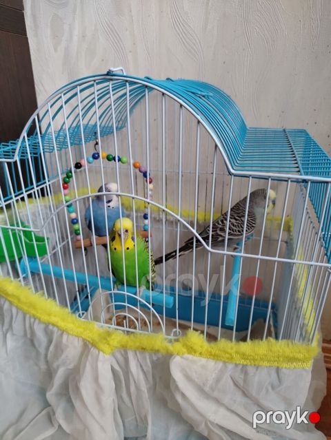 Məhsul: Dalmatian və Avstraliya cinsli dalğalı papuqaylar (budgerigar) — Bakı