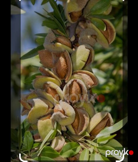 Badam ağacı — Bakı