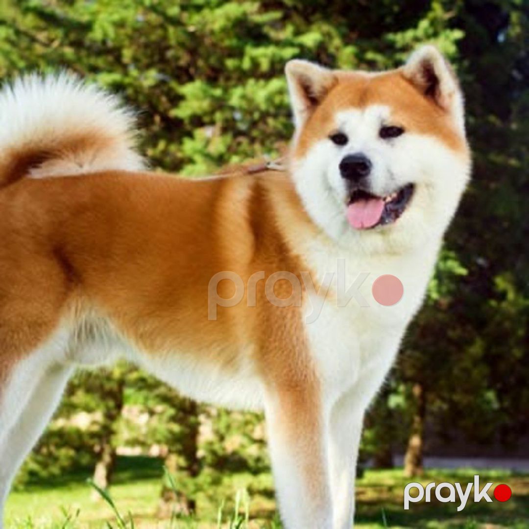 Akita-inu balası — Köpəklər, Bakı (2)