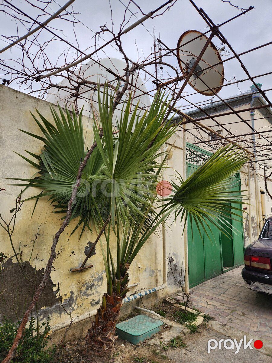 Dekorativ palma — Bitkilər, Bakı (11)