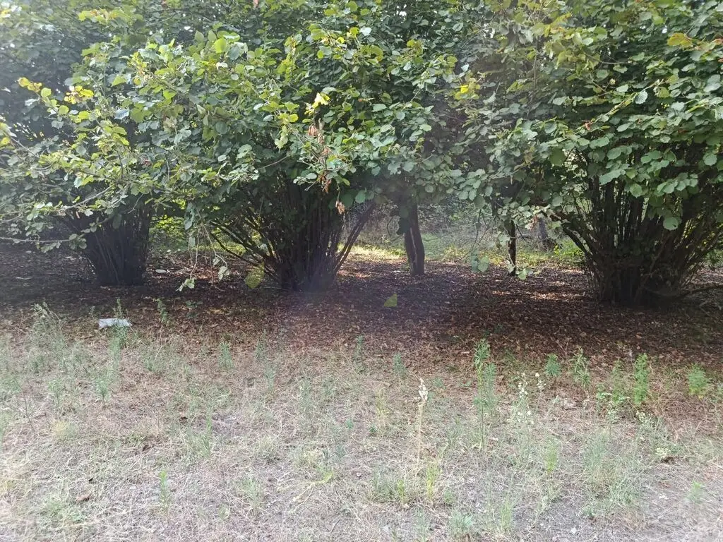 67 sot Torpaq Satılır, Lənkəran — Torpaq, Lənkəran (12)