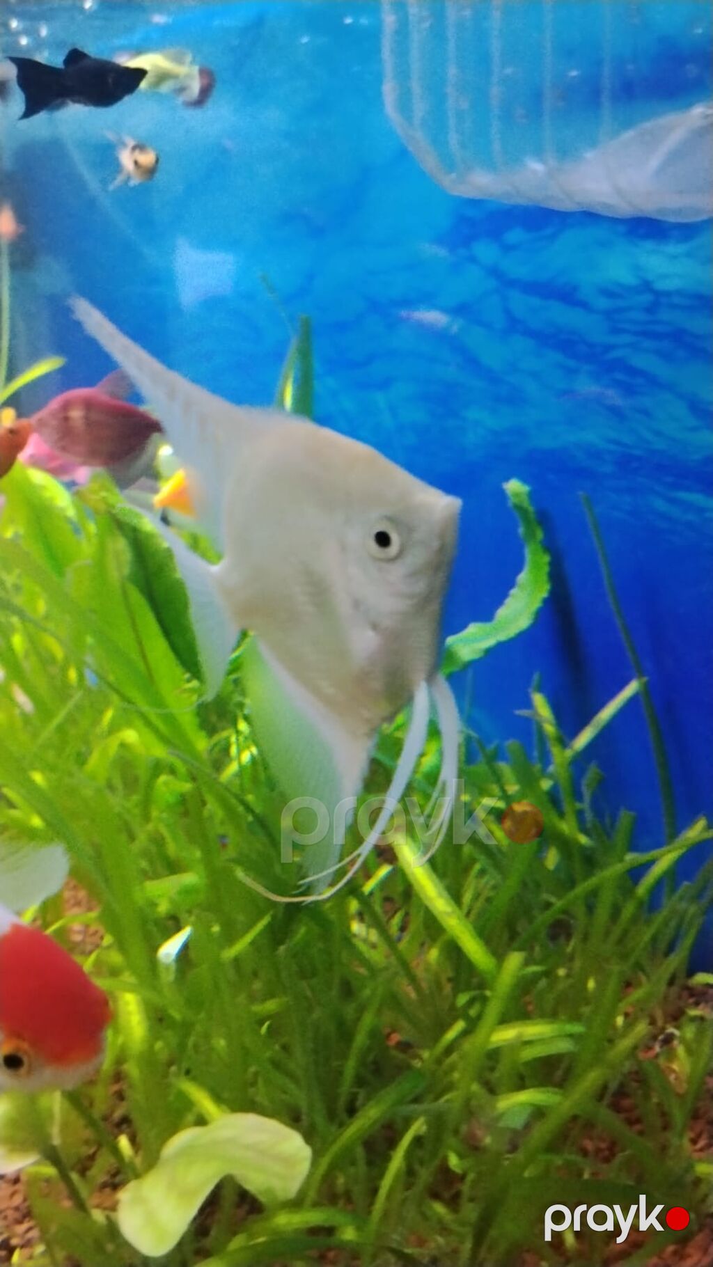 Akvaryum üçün ağ/kremsi rəngdə Skalyar (angelfish) - Növ — Akvariumlar və balıqlar, Bakı (3)