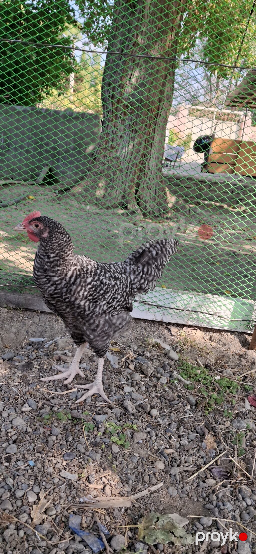 Amarosk xoruzu 3 aylıqdı.barter var — Toyuq və xoruz, Mingəçevir (3)