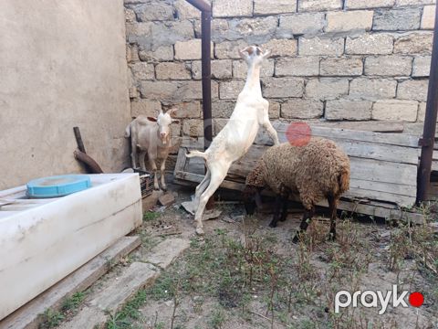 Quzu və çəpiş — Bakı