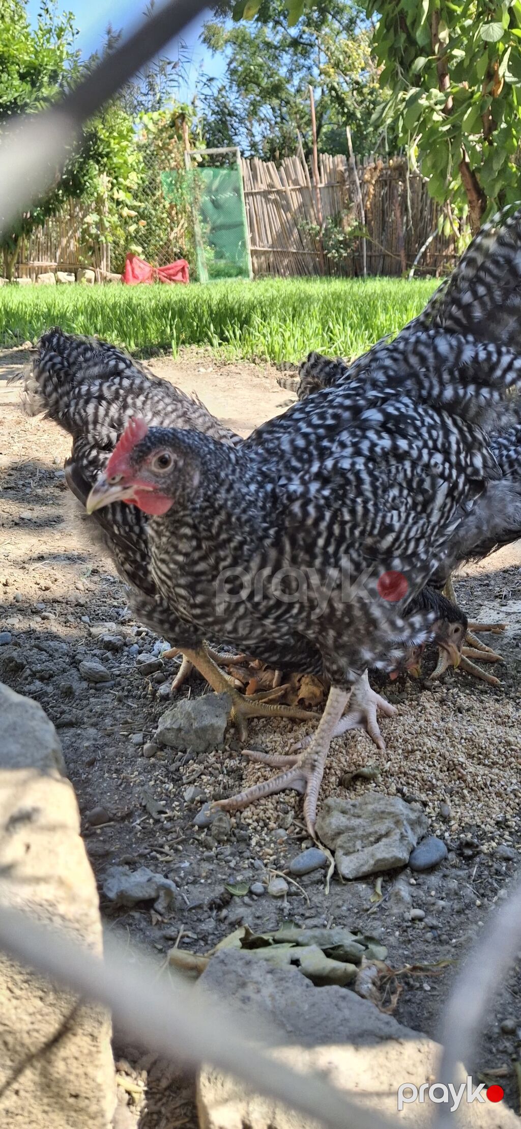 Amarosk xoruzu 3 aylıqdı.barter var — Toyuq və xoruz, Mingəçevir (2)