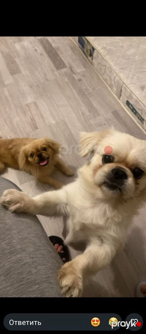 Pekines — Bakı